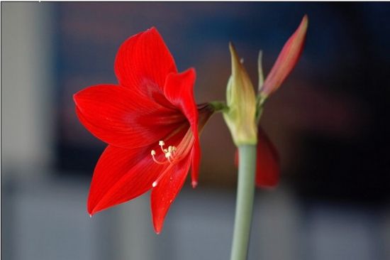 一枝独秀图片 一枝独秀图片