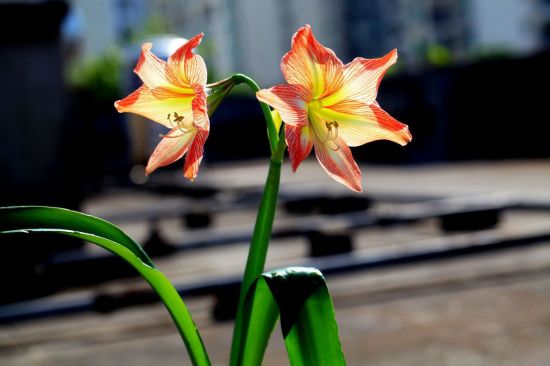 楼顶上的朱顶红图片 楼顶上的朱顶红图片