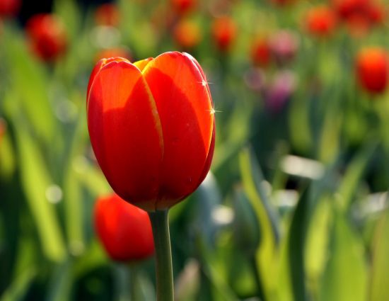 球根花卉 球根花卉