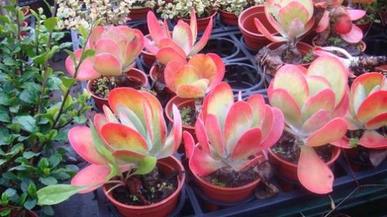 西番莲科植物 西番莲科植物