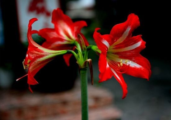 形态优美的朱顶红图片 形态优美的朱顶红图片