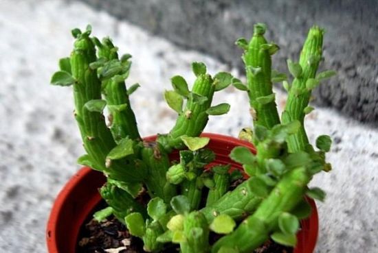 大戟科多肉植物 大戟科多肉植物