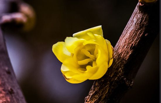素心腊梅的资料 素心腊梅的资料