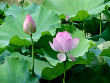 荷花图2 荷花图2