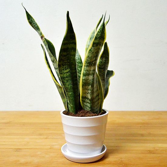 虎皮兰降温养护 虎皮兰降温养护