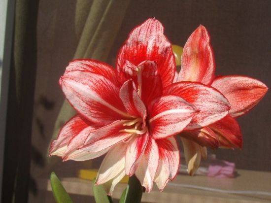 朱顶红鬼魅图片 朱顶红鬼魅图片