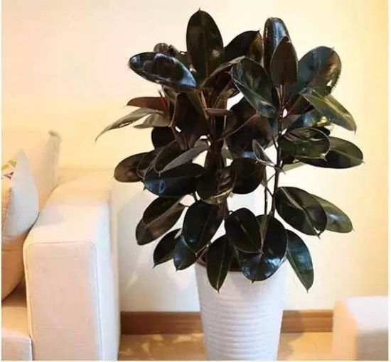 养花小窍门:油烟油养花 养花小窍门:油烟油养花