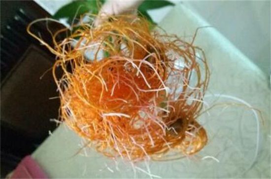 水养富贵竹根须发黄怎么办？剪根换水做好防护工作