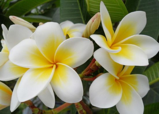 里黄外白的鸡蛋花图片 里黄外白的鸡蛋花图片