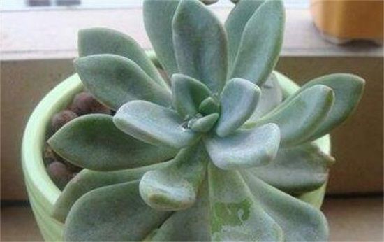 宝石花的繁殖方法有哪些，分株/播种/叶插三种方