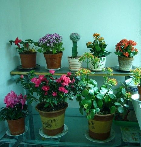 阳台栽花 阳台栽花