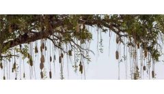 有趣的树木有哪些