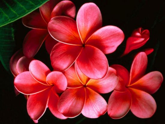 一朵朵绽放的鸡蛋花图片 一朵朵绽放的鸡蛋花图片