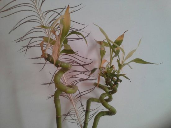 转运竹叶子发黄的原因分析和解决办法