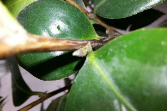 茶花新芽枯死的原因及解决方法