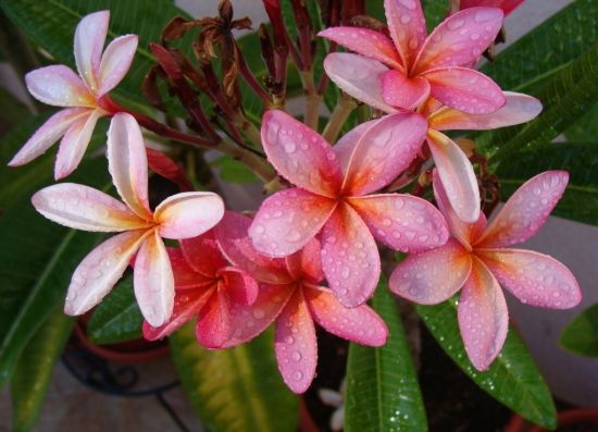 艳而不俗的鸡蛋花图片 艳而不俗的鸡蛋花图片