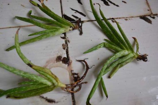 水培芦荟根腐烂怎么办？巧记4点处理快