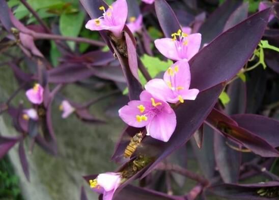 紫鸭跖草的养殖方法：浇水应做到“不干不浇，