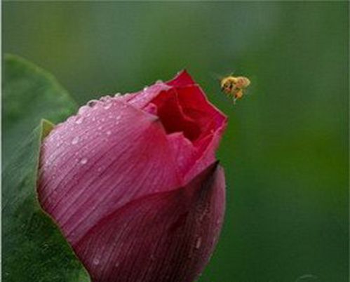 含苞待放的荷花 含苞待放的荷花