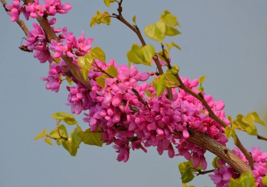 美丽的紫荆花图片 美丽的紫荆花图片
