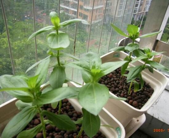 百日草一年四季的养护方法和要点