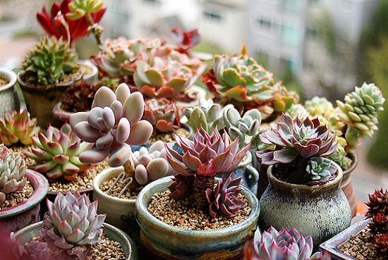 多肉植物控水(夏天篇) 多肉植物控水(夏天篇)
