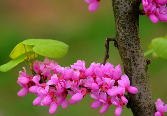迷人的紫荆花图片 迷人的紫荆花图片