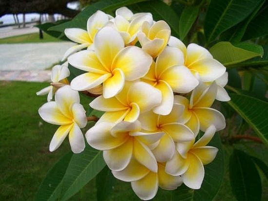 路边的鸡蛋花图片 路边的鸡蛋花图片