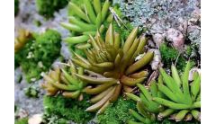 瓦松怎么繁殖，秋季可播种繁殖