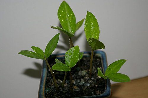 金钱树叶子发黄怎么回事