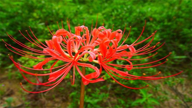 花不见叶叶不见花是什么花