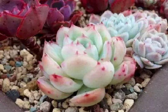 夏天休眠的多肉 夏天休眠的多肉