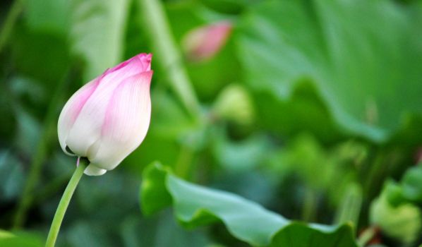高洁的荷花 高洁的荷花