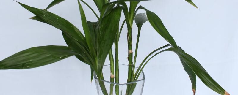 富贵竹的水肥管理和富贵竹的施肥技巧