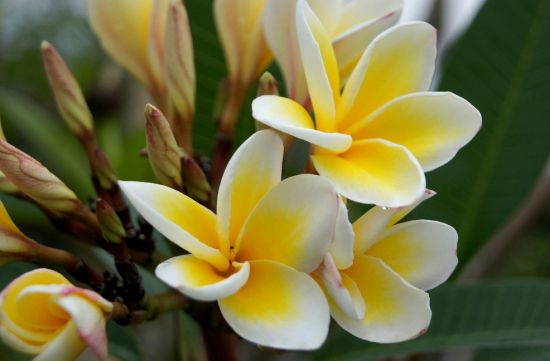 一朵朵鸡蛋花图片 一朵朵鸡蛋花图片