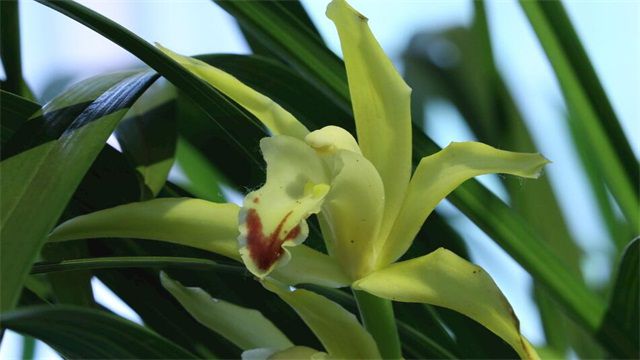 兰花最实用的肥料是什么？盘点兰花最实用的七