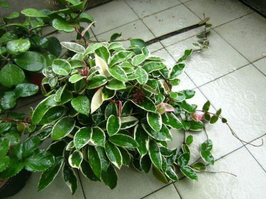 花友家的花叶球兰 花友家的花叶球兰