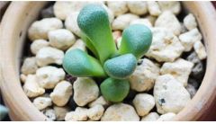 唐扇种子怎么种