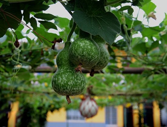 家里的葫芦图片 家里的葫芦图片
