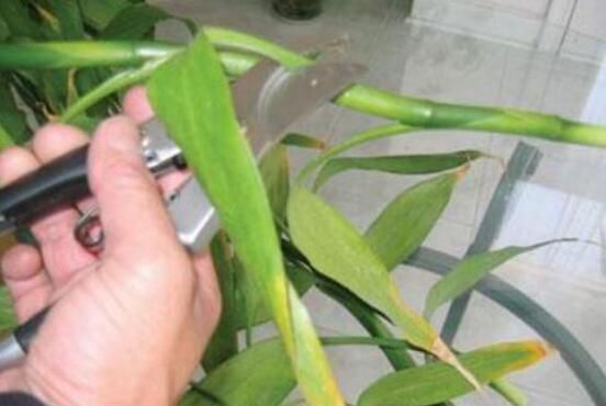 富贵竹没有根怎么土养？富贵竹土插方法与养护