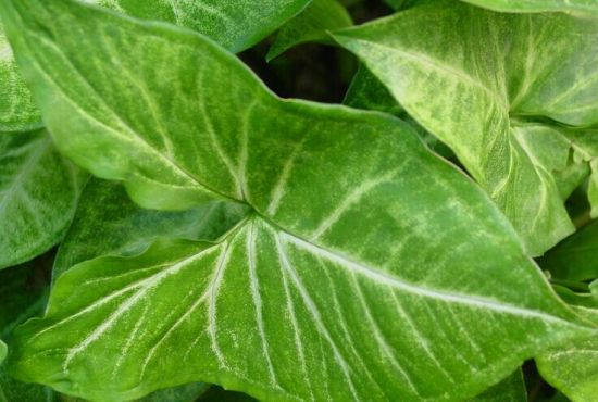 合果芋叶子 合果芋叶子