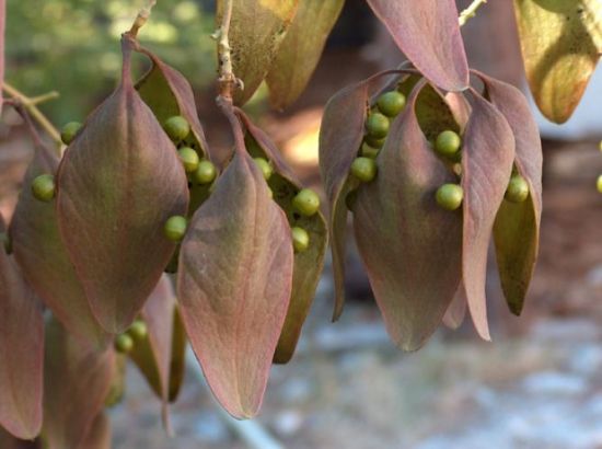 梧桐树上的荚果裂了图片 梧桐树上的荚果裂了图片