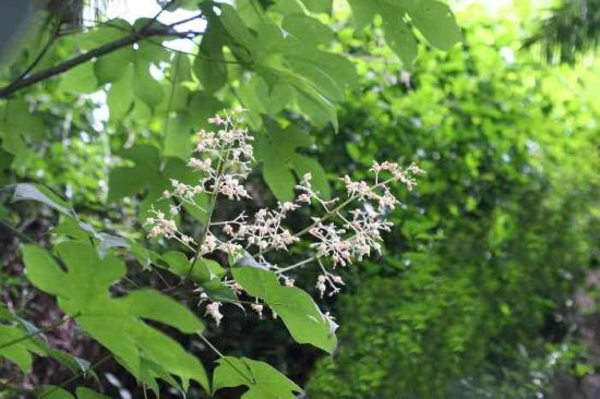 梧桐树开花了图片 梧桐树开花了图片