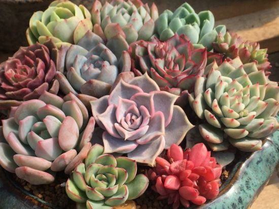 秋天多肉植物怎么养殖 秋天多肉植物怎么养殖