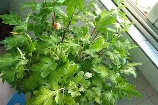 菊花不现蕾不开花四种原因及解决方法