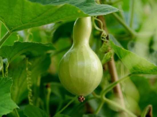 一个葫芦图片 一个葫芦图片