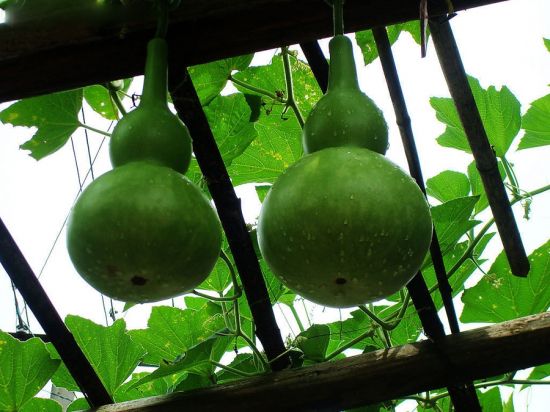 家里的两个葫芦图片 家里的两个葫芦图片