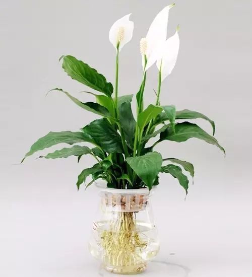 一帆风顺 一帆风顺