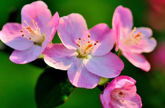 海棠花有毒吗？海棠花可以放室内养殖吗