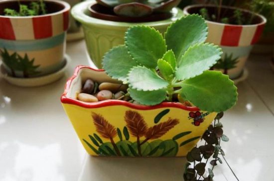 大叶落地生根 大叶落地生根